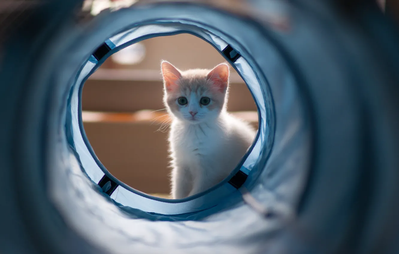 Photo wallpaper kitty, Hannah, © Benjamin Torode