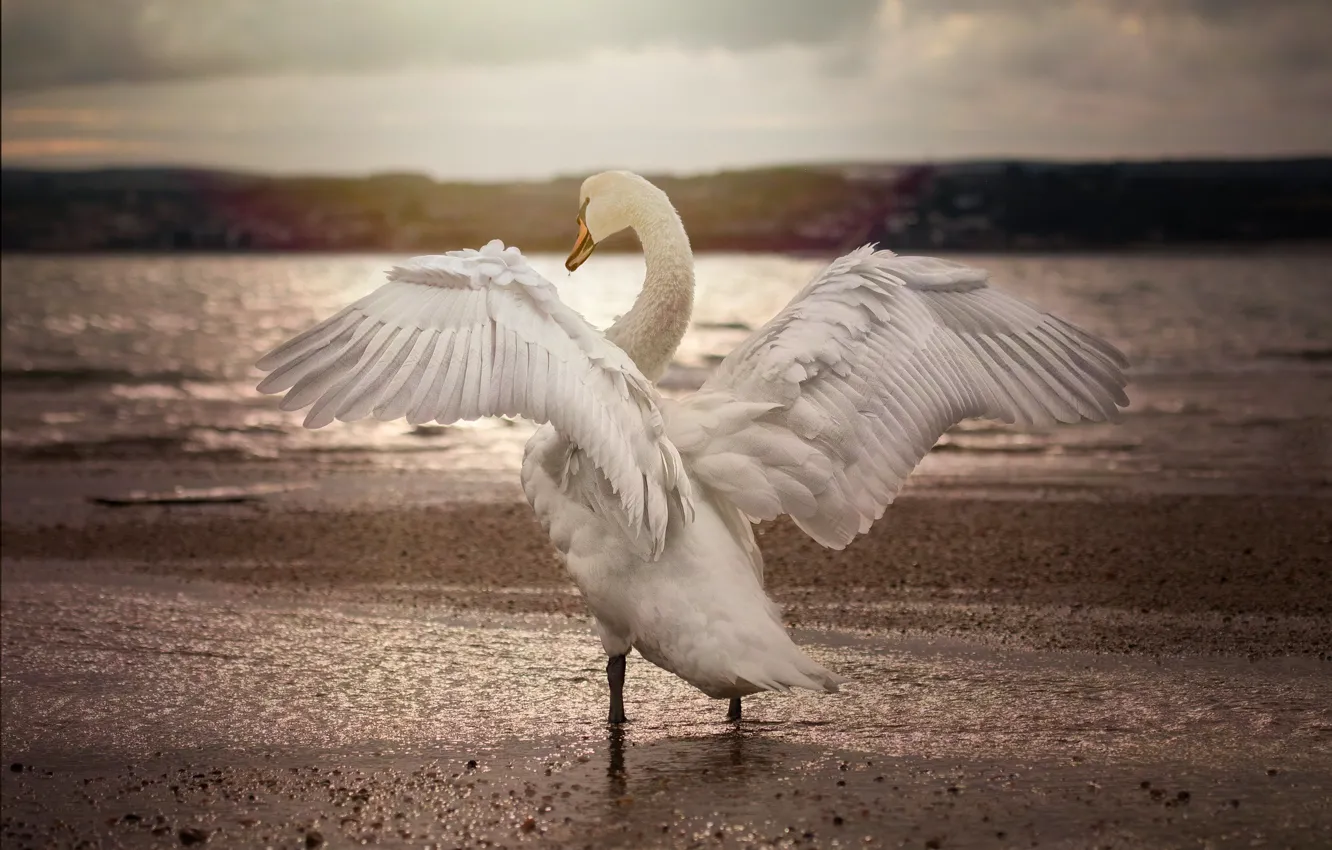 Photo wallpaper water, bird, wings, Swan, monochrome