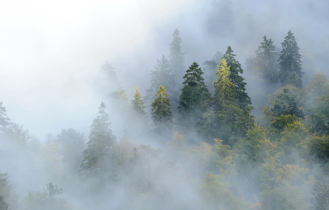 Photo wallpaper forest, trees, mountains, fog