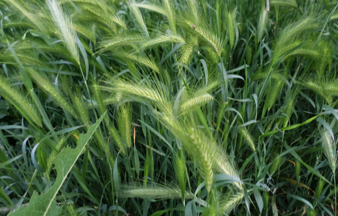 Photo wallpaper summer, grass, spikelets, meadow