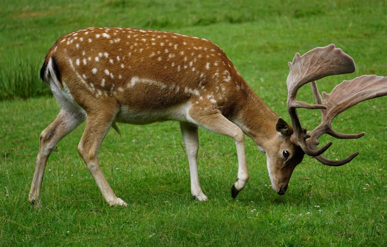 Photo wallpaper grass, glade, deer, grazing, white-tailed