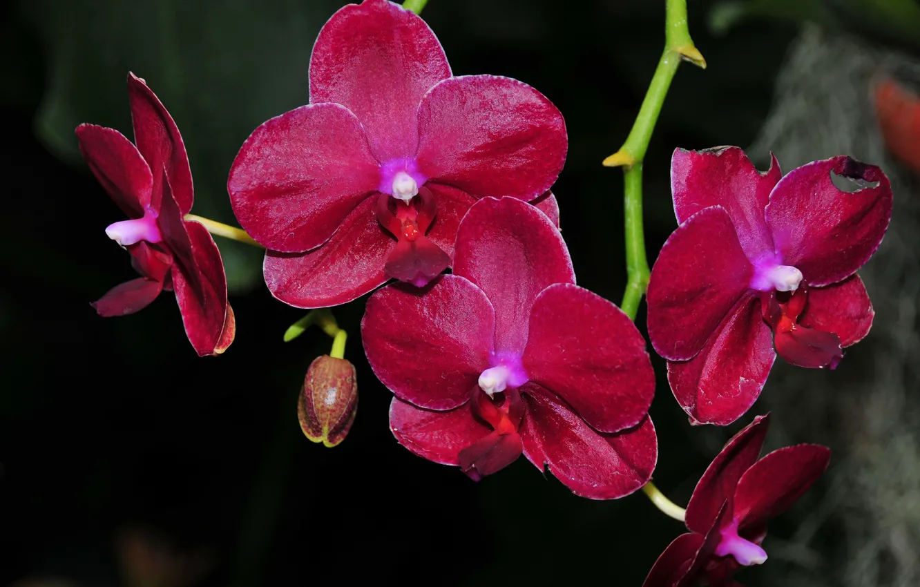 Photo wallpaper flowers, orchids, flowering, flowers, orchids, flowering
