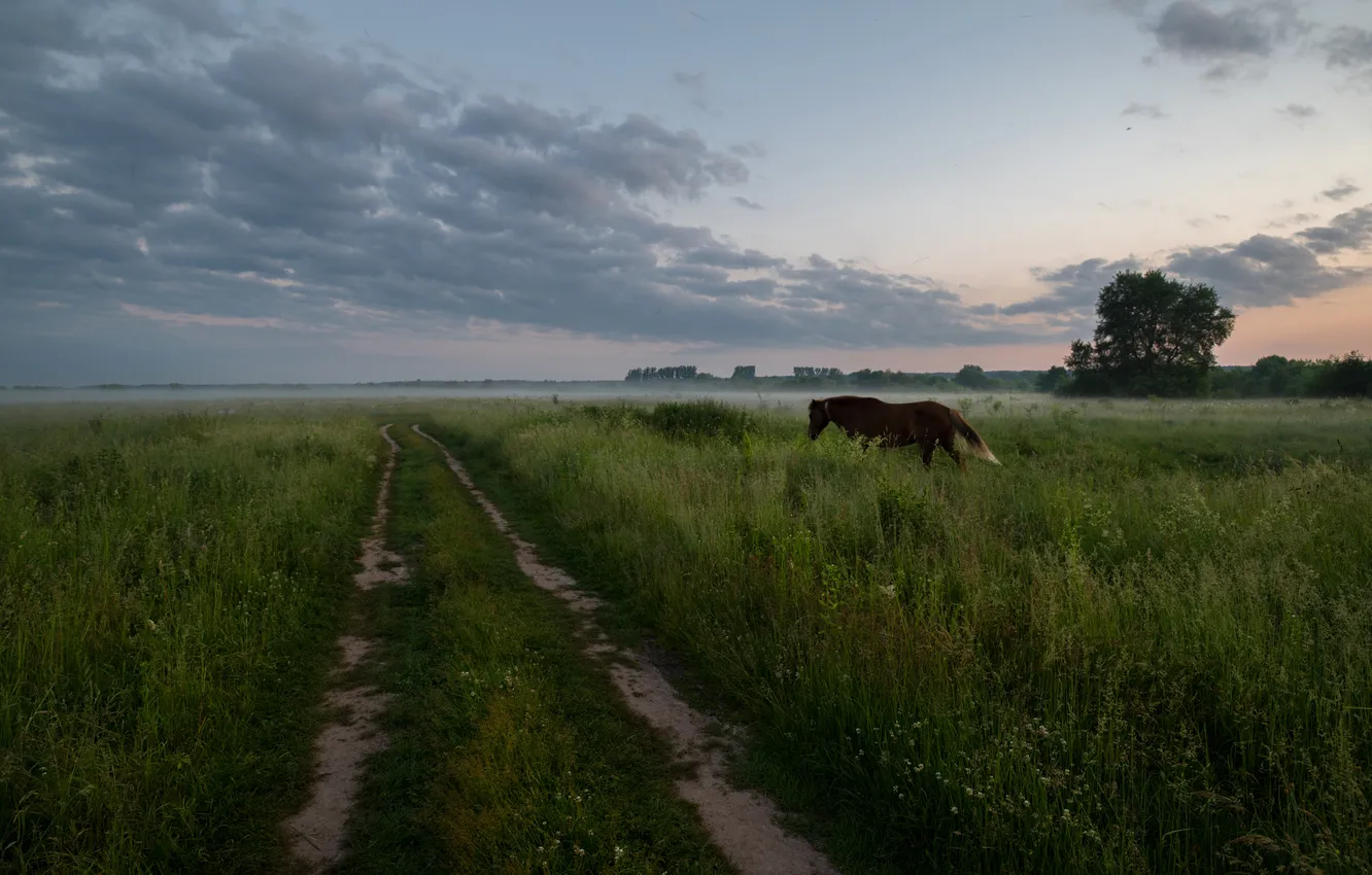 Photo wallpaper road, field, summer, grass, horse, horse