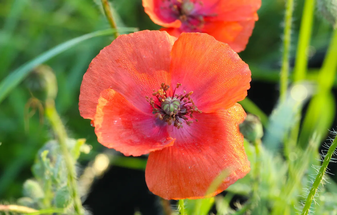 Photo wallpaper red, flower, poppy