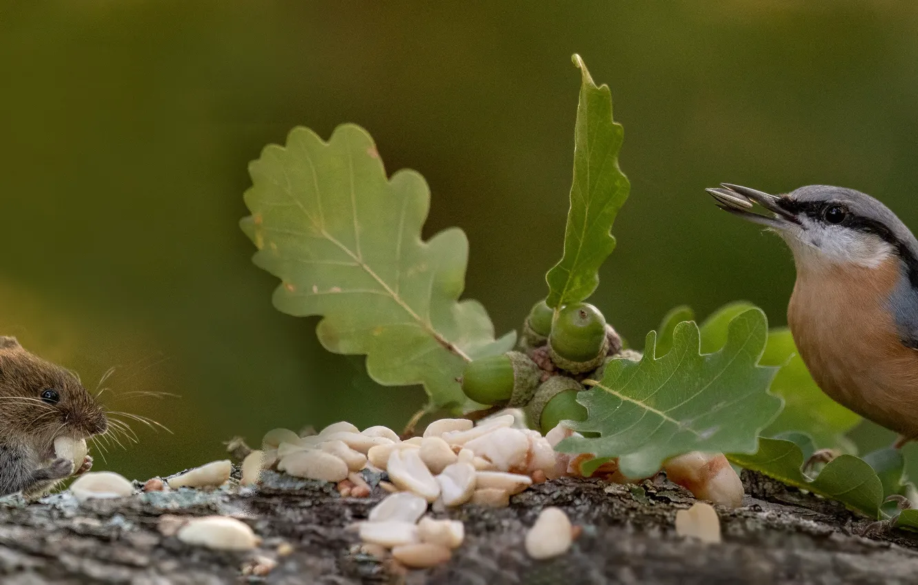 Photo wallpaper leaves, nature, bird, stump, mouse, nuts, animal, rodent