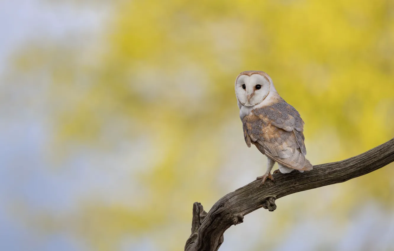 Photo wallpaper branches, background, owl, bird, the barn owl