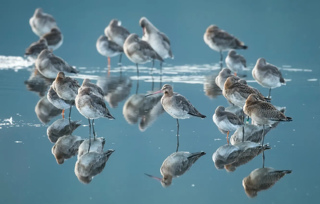 Photo wallpaper water, birds, reflection