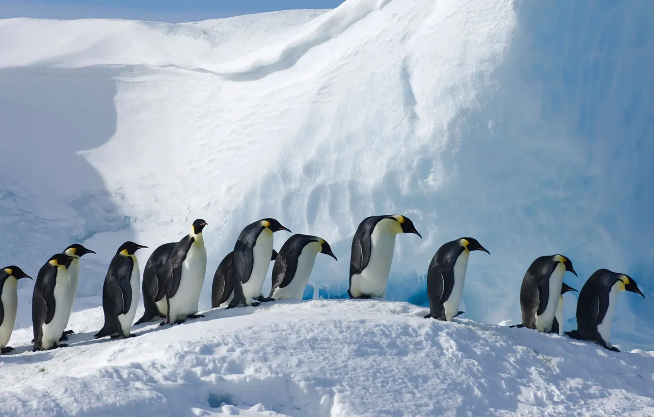 Photo wallpaper bird, Antarctica, Emperor penguin, Snow Hill