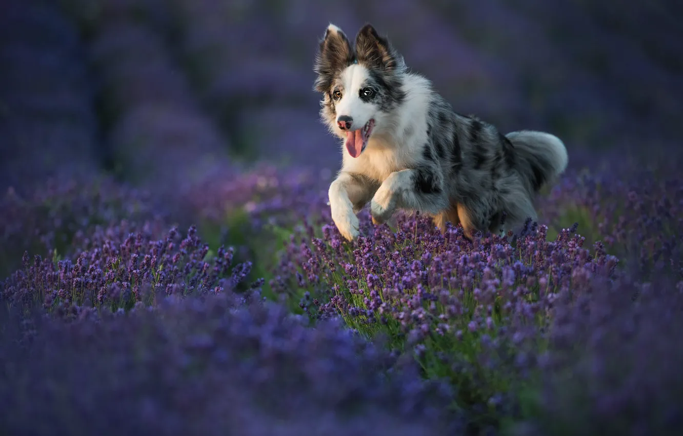 Photo wallpaper language, look, flowers, nature, pose, dog, running, puppy