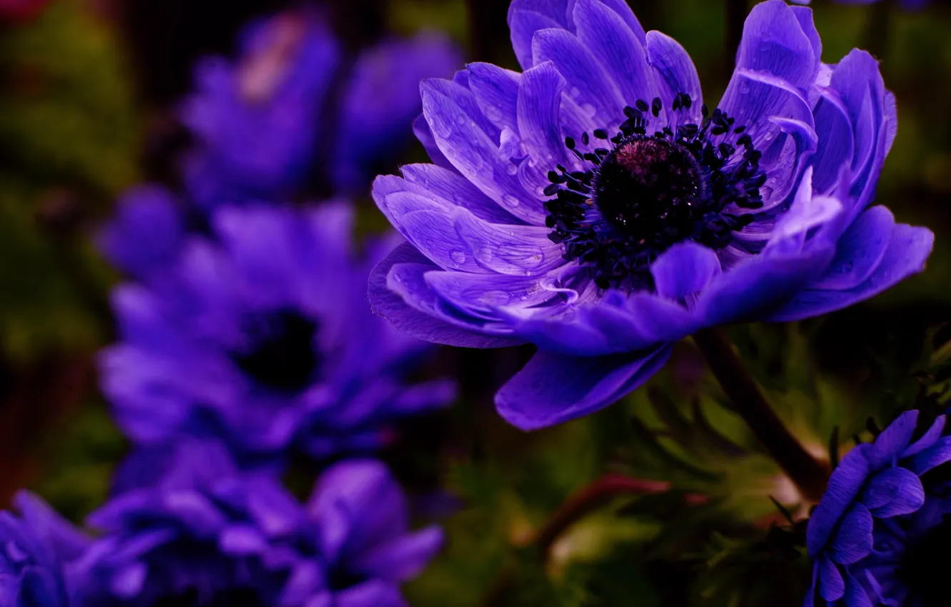 Photo wallpaper purple, drops, flowers, the dark background, flowerbed, bokeh, anemones