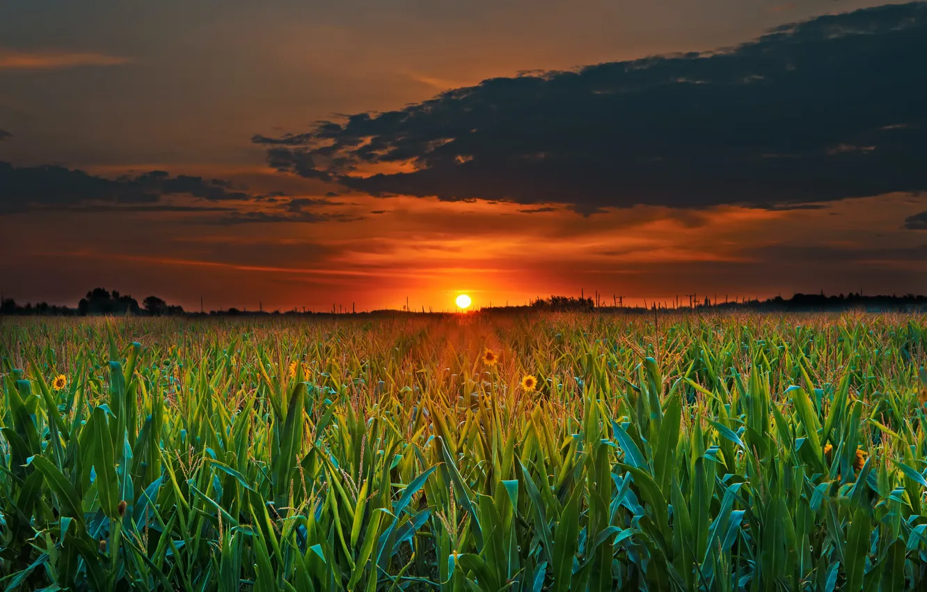 Photo wallpaper the sky, the sun, sunflowers, sunset, flowers, clouds, twilight, plantation