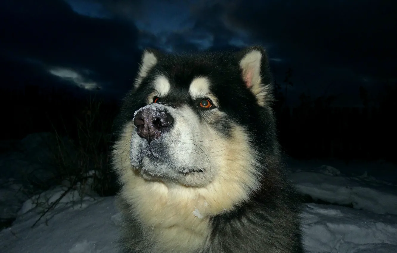Photo wallpaper Malamute, Alaskan Malamute, Yakut, sled dogs, snow carrousel jackpot