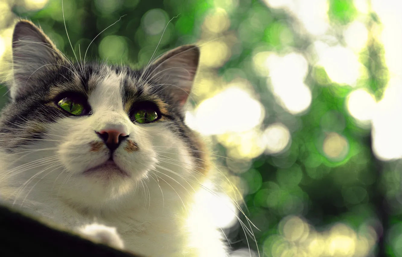 Photo wallpaper cat, eyes, cat, look, background, Koshak