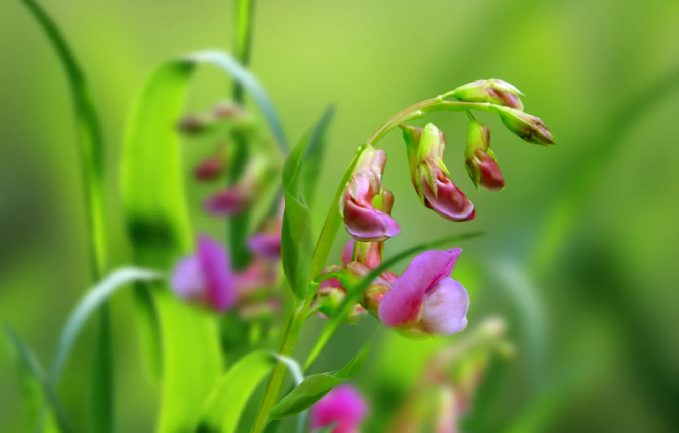 Photo wallpaper forest, grass, green, pink flower
