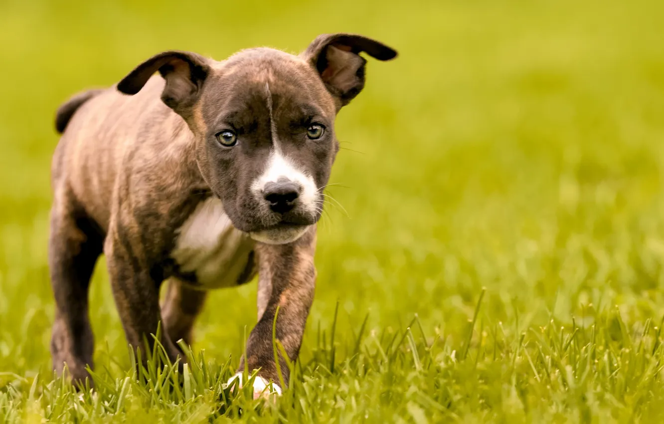 Photo wallpaper look, each, dog