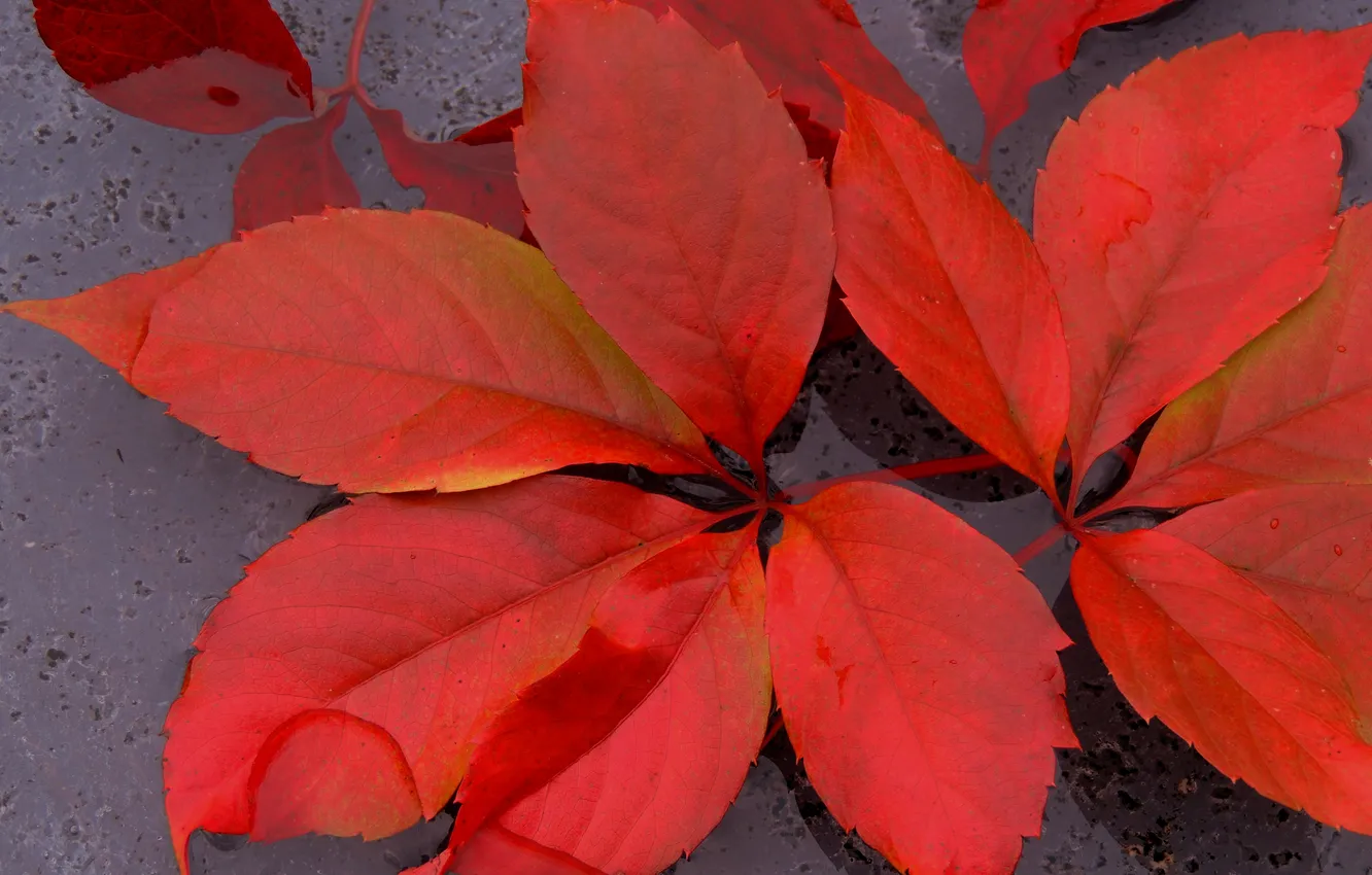 Photo wallpaper autumn, leaves, water, the crimson
