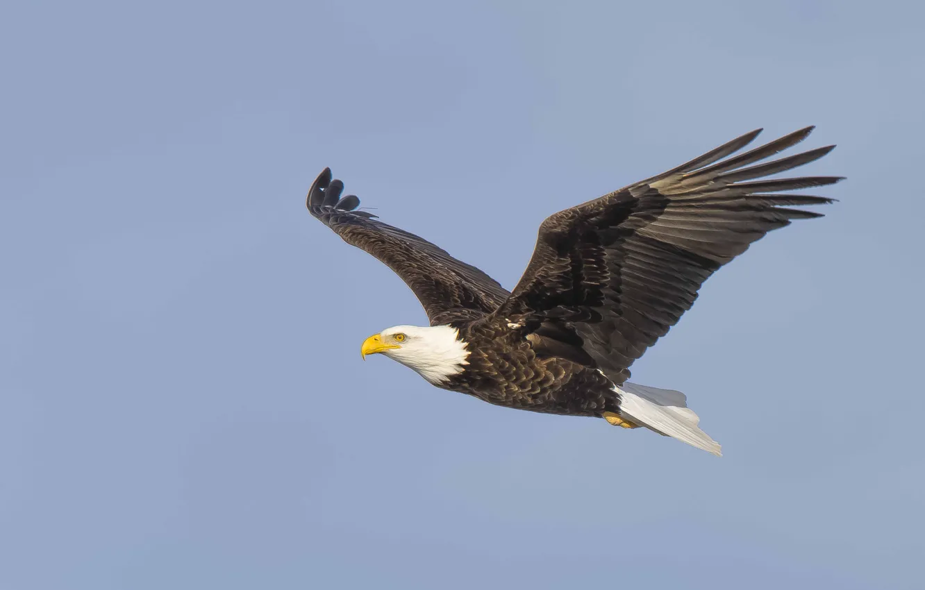 Photo wallpaper sky, flight, wings, bald eagle