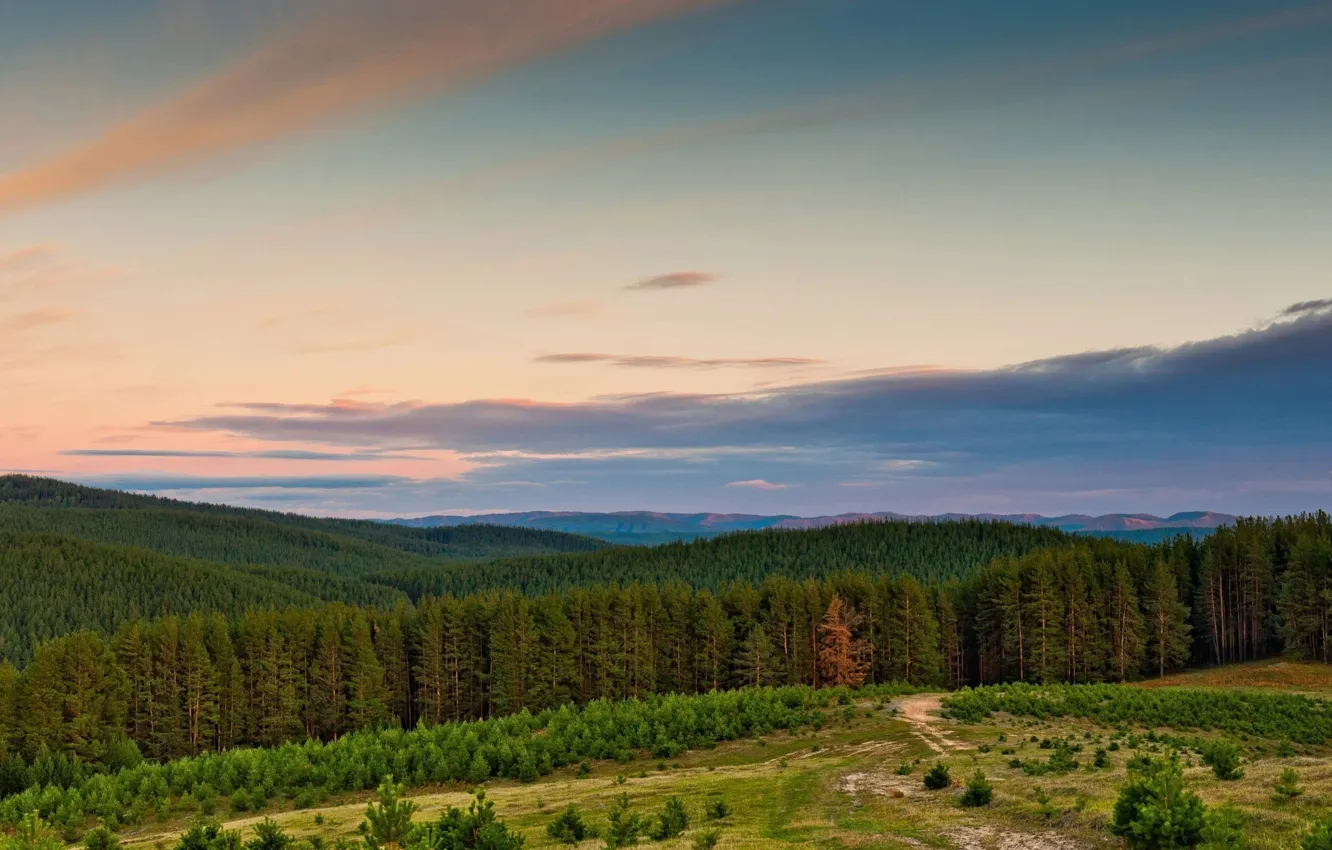 Photo wallpaper mountain, pine, Bashkiria, Coat of arms, pine forest