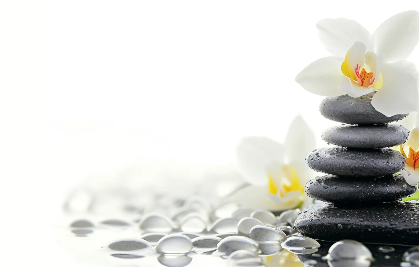 Photo wallpaper flowers, stones, white background, Orchid, AI art, neural network