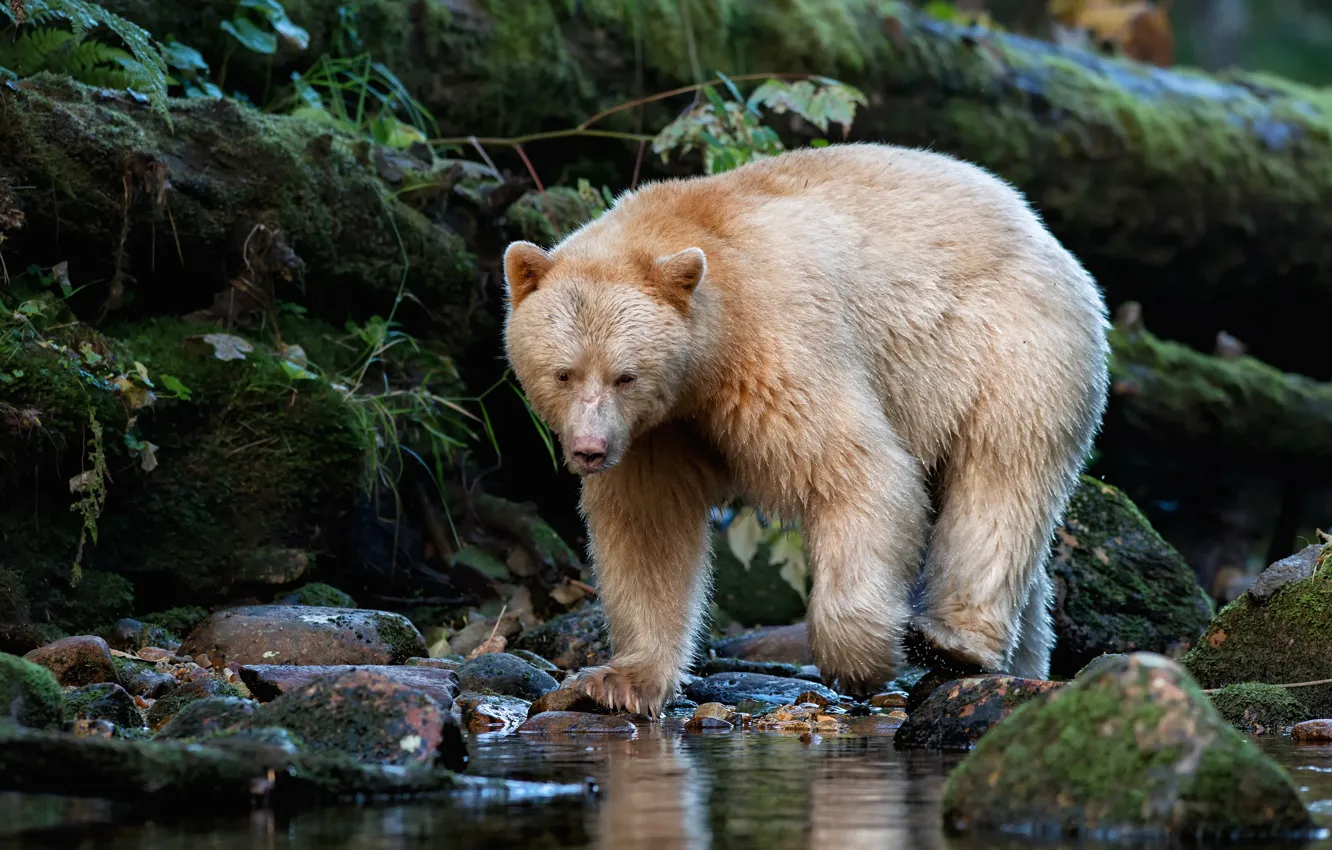 Photo wallpaper forest, pose, stones, moss, light, bear, walk, pond