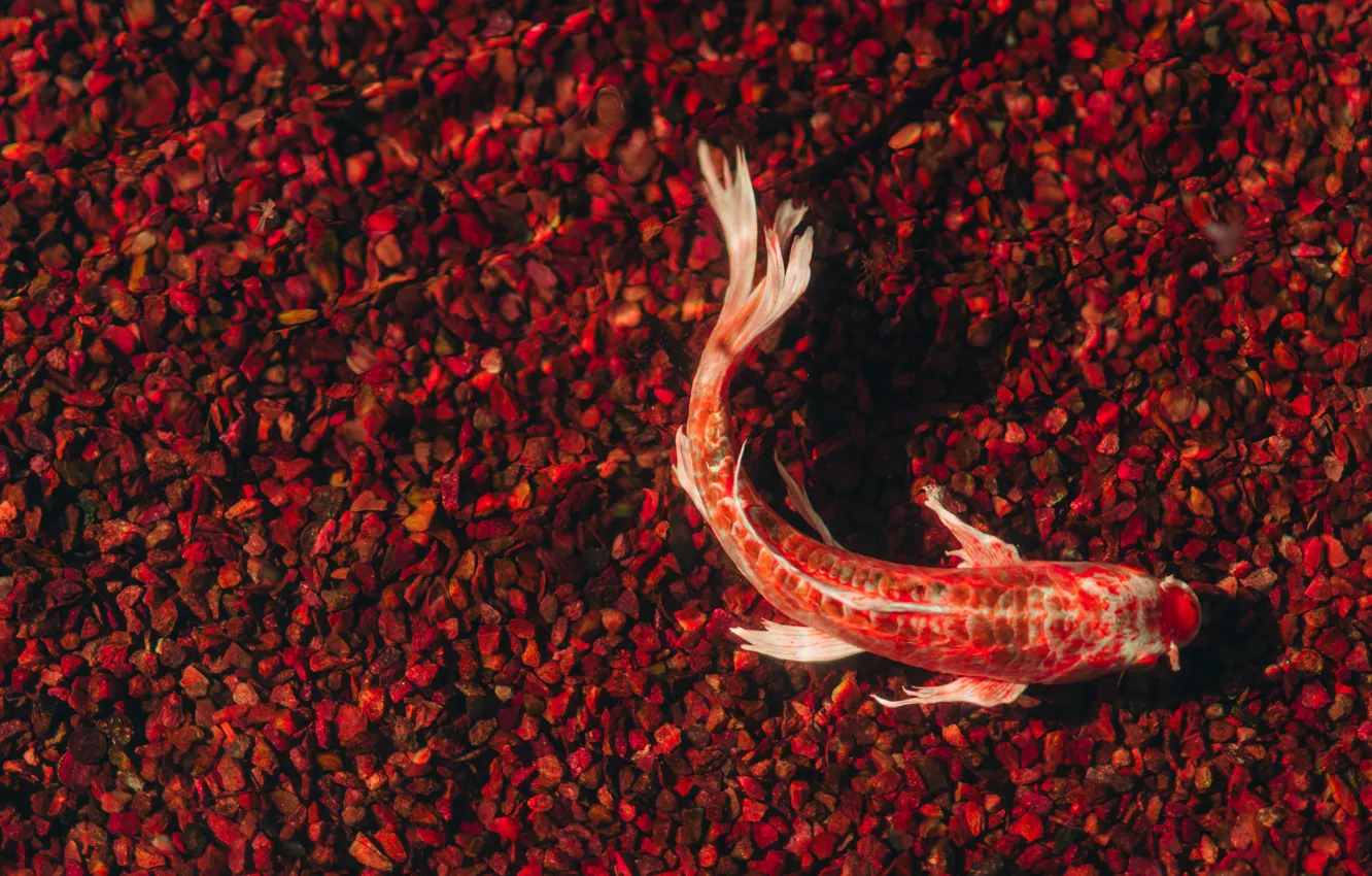 Photo wallpaper water, red, transparent, stones, fish, carp