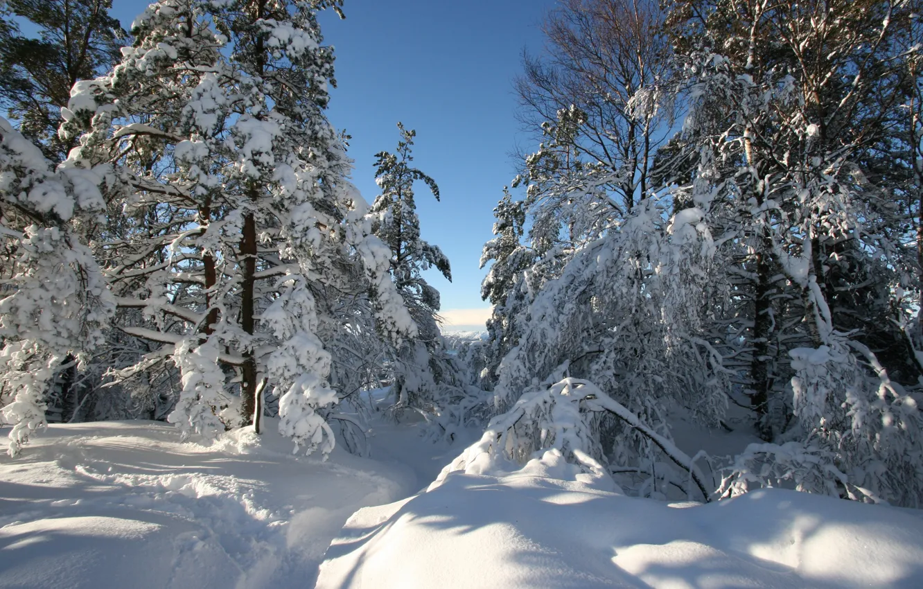 Photo wallpaper winter, snow, trees, Norway, the snow, path, Hordaland