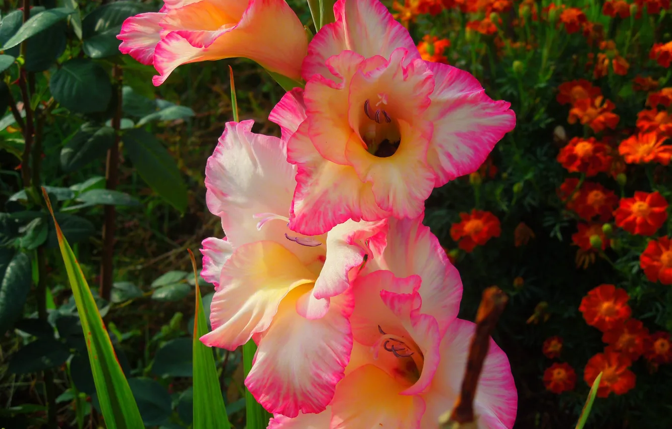 Photo wallpaper bright, garden, flowerbed, gladiolus, pink-orange