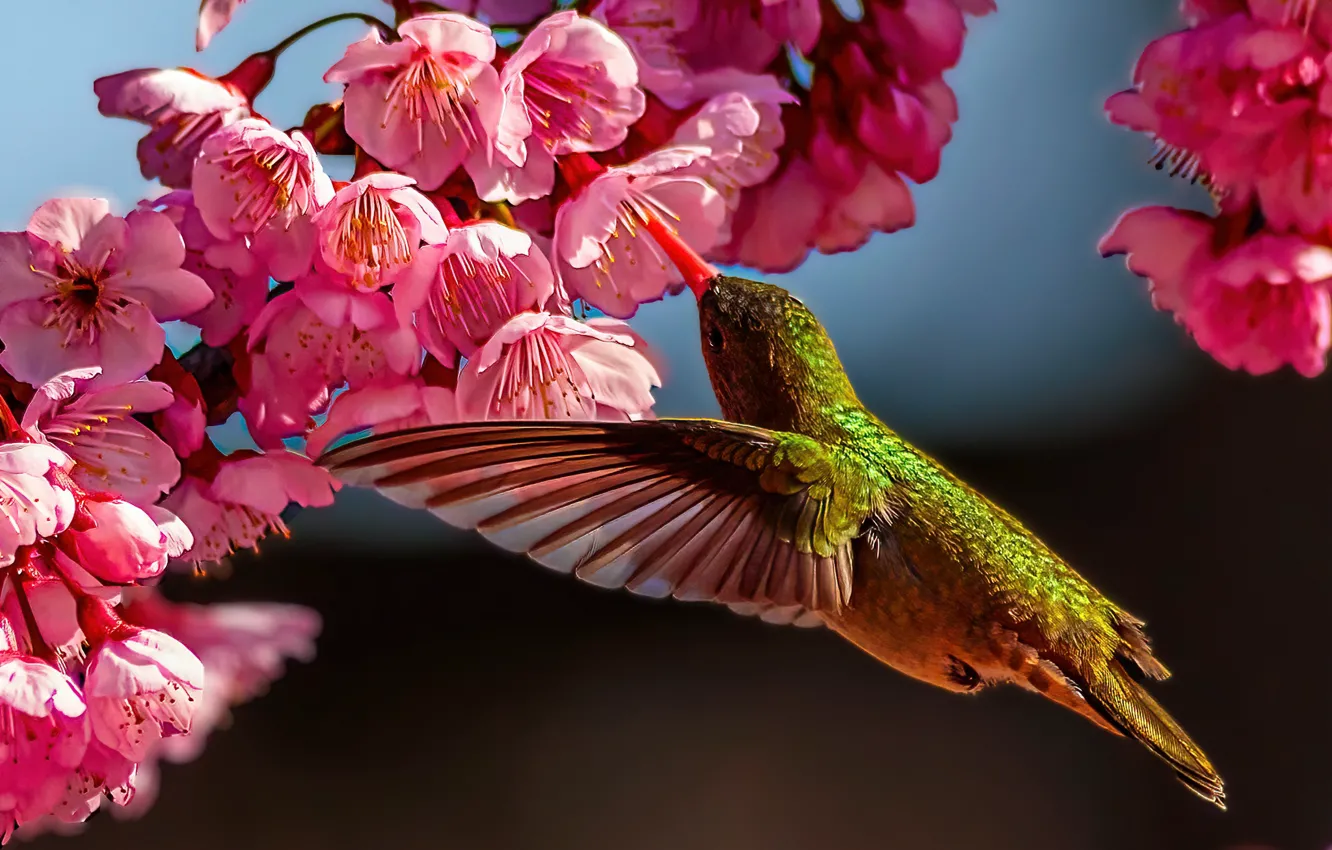 Photo wallpaper bird, branch, Hummingbird, flowering, flowers