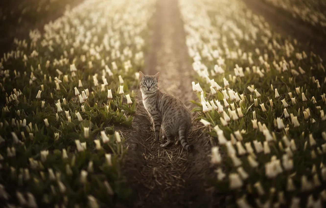 Photo wallpaper cat, cat, look, pose