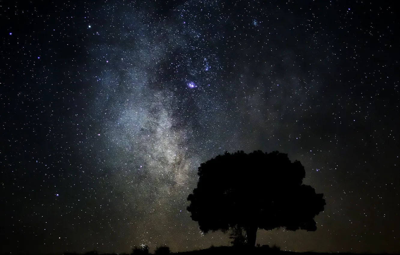 Photo wallpaper space, stars, trees, the milky way