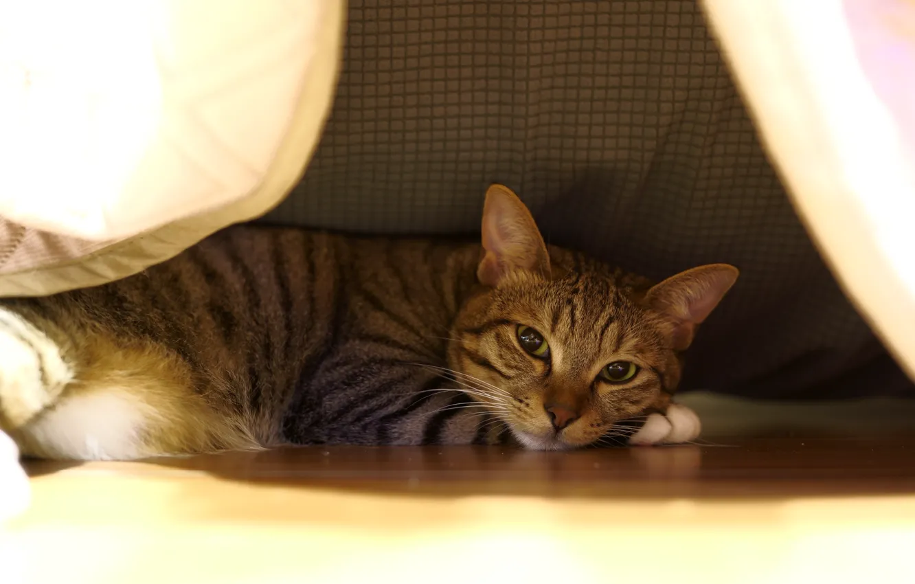 Photo wallpaper cat, cat, look, fabric, lies, tent, face