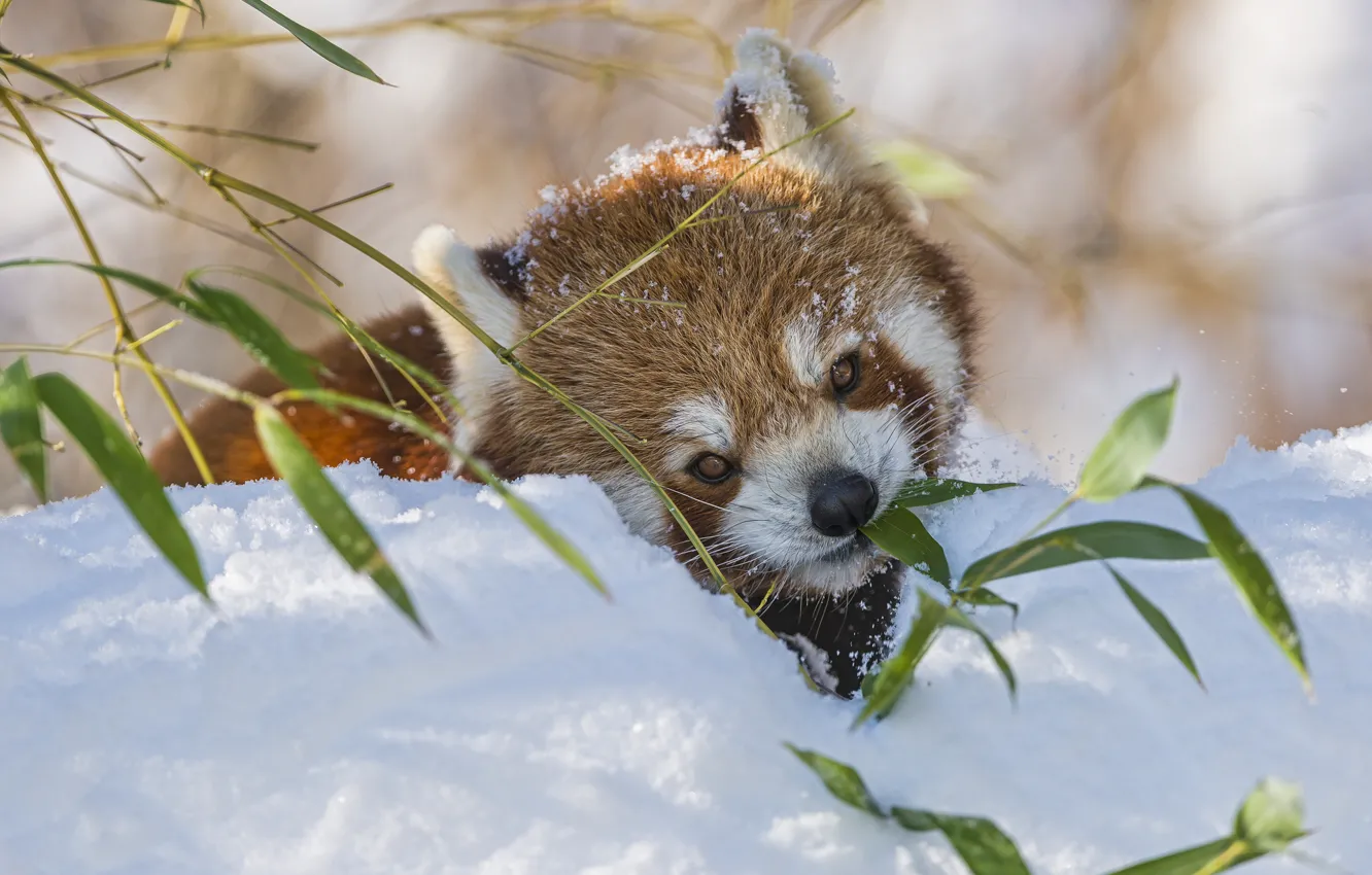 Photo wallpaper winter, snow, branches, bamboo, red Panda, firefox, red Panda, ©Tambako The Jaguar