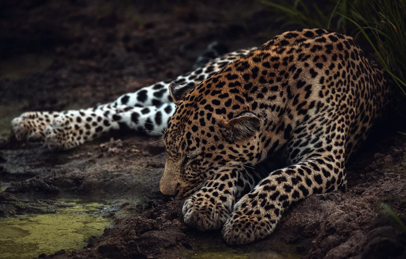 Photo wallpaper pose, stay, paws, leopard, sleeping, lies