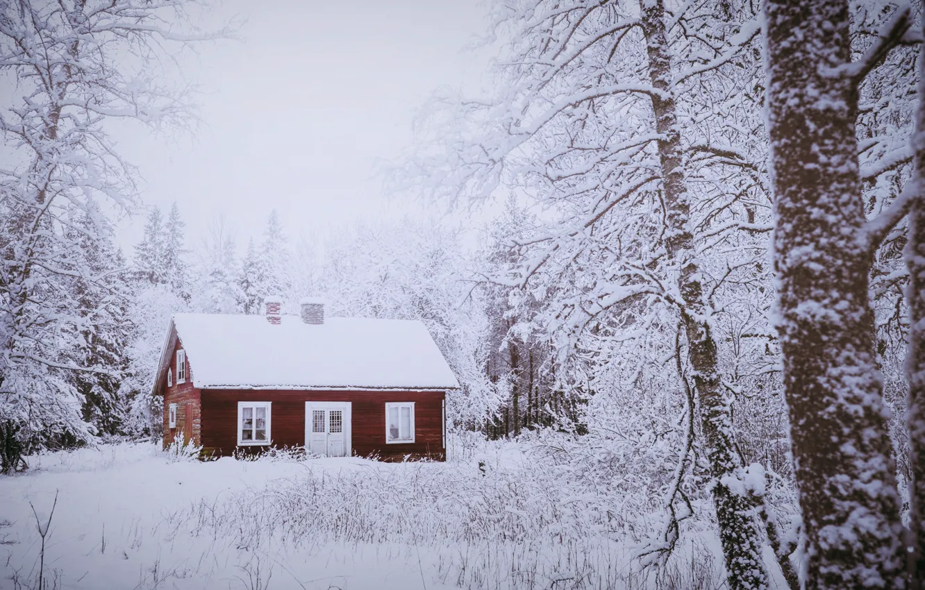 Photo wallpaper winter, forest, home