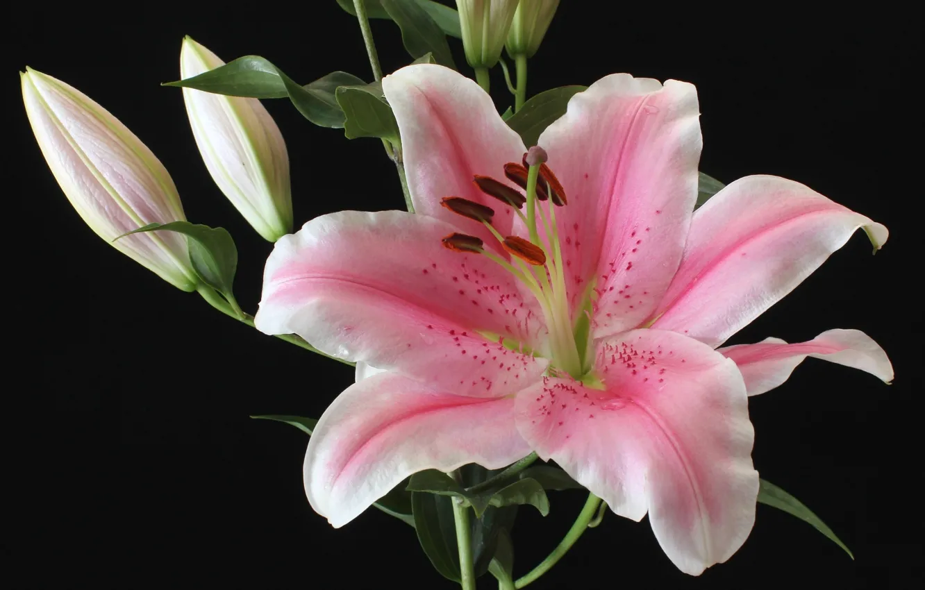 Photo wallpaper macro, Lily, pink, buds