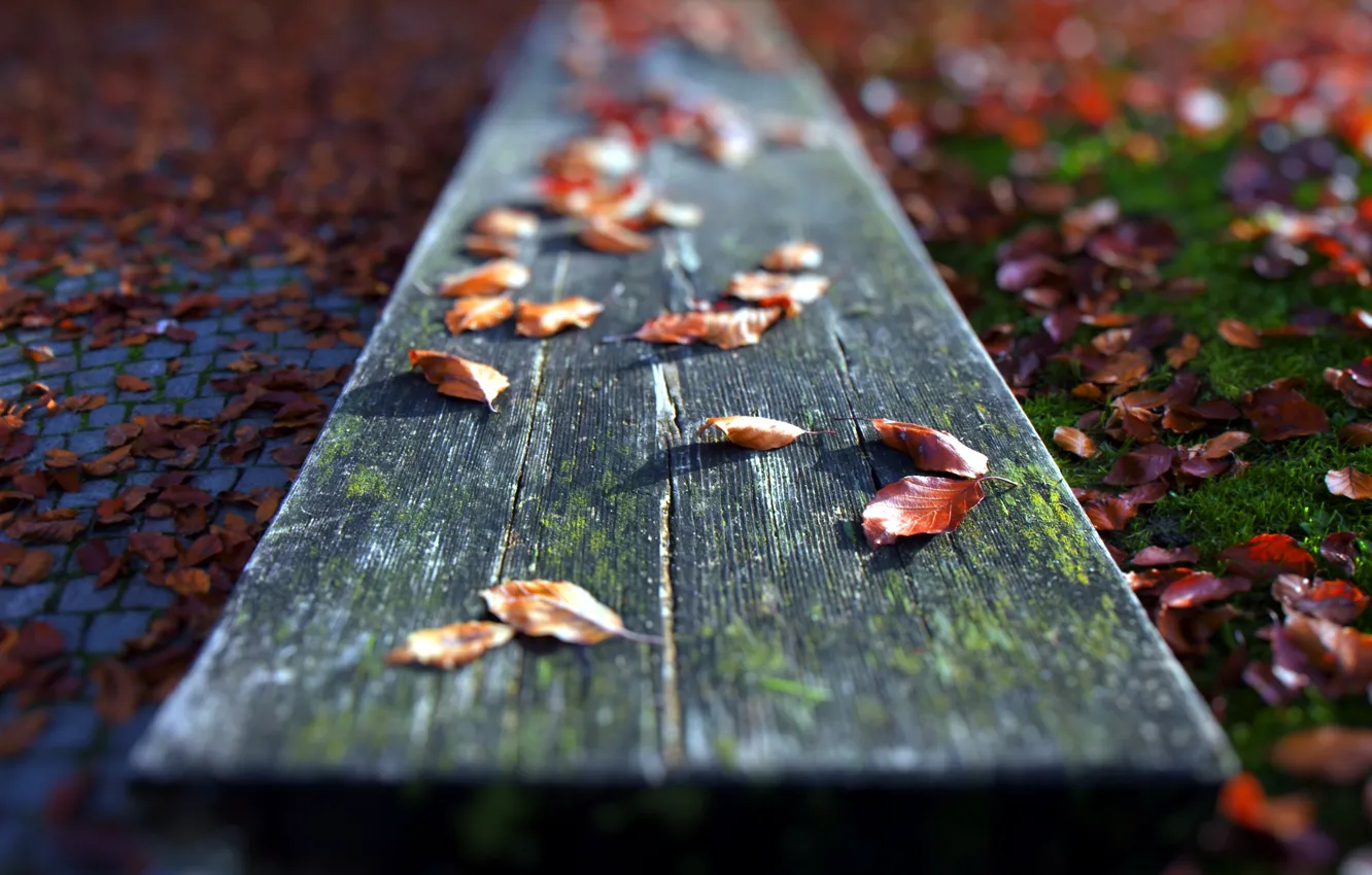 Photo wallpaper leaves, macro, bench