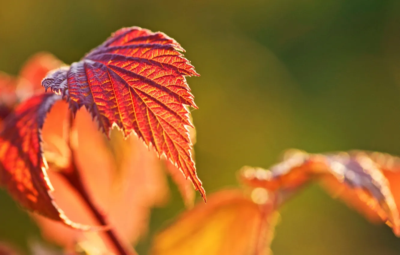 Photo wallpaper autumn, macro, background, widescreen, Wallpaper, blur, leaf, wallpaper