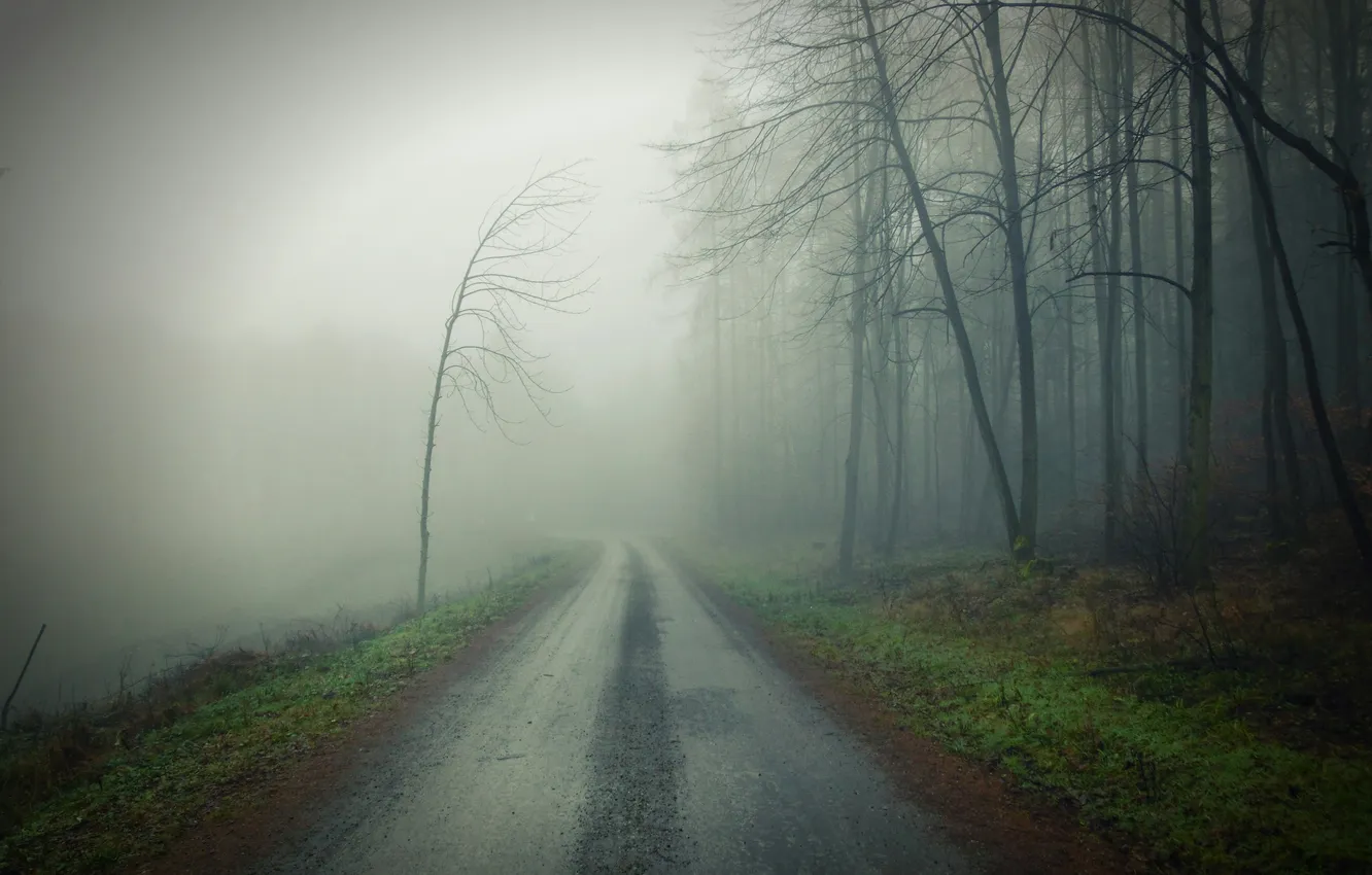 Photo wallpaper road, forest, grass, trees, landscape, nature, fog, the darkness