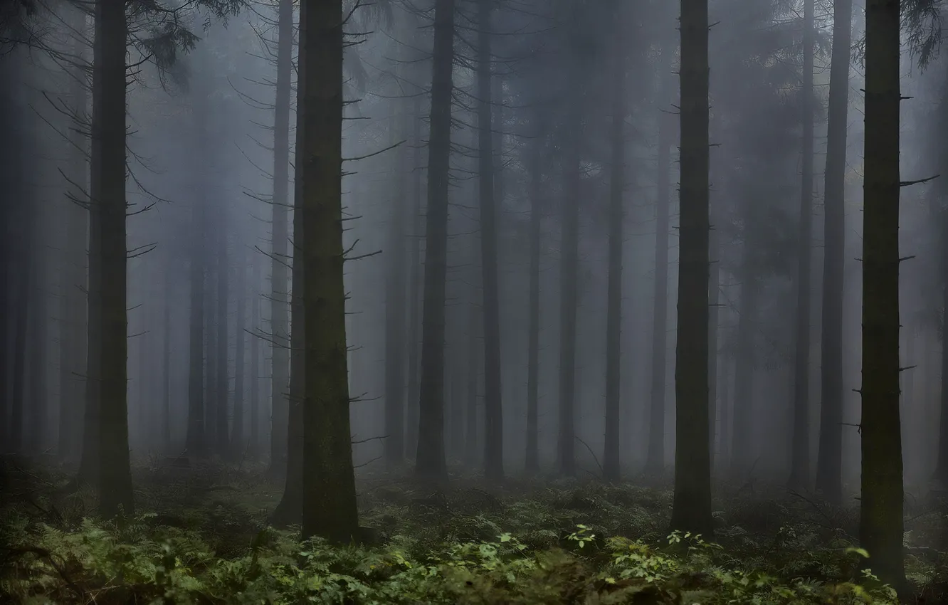 Photo wallpaper forest, trees, nature, fog