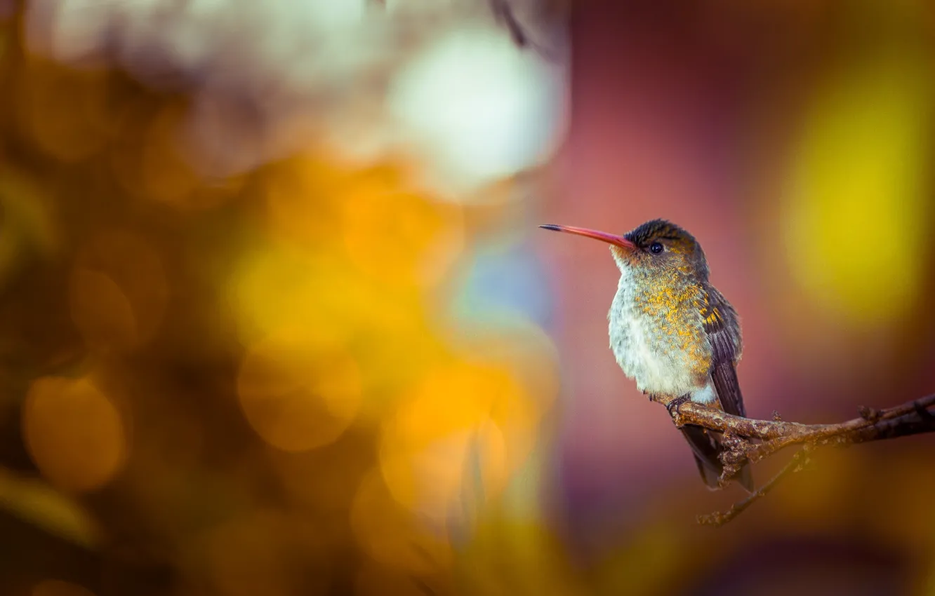 Photo wallpaper background, bird, branch, Hummingbird, bokeh