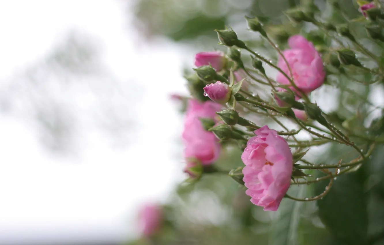 Photo wallpaper greens, leaves, water, drops, macro, flowers, nature, rain