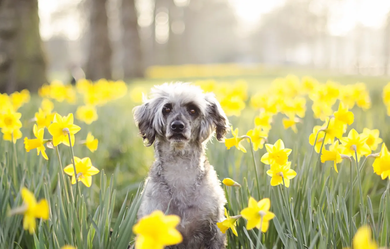 Photo wallpaper look, flowers, each, dog