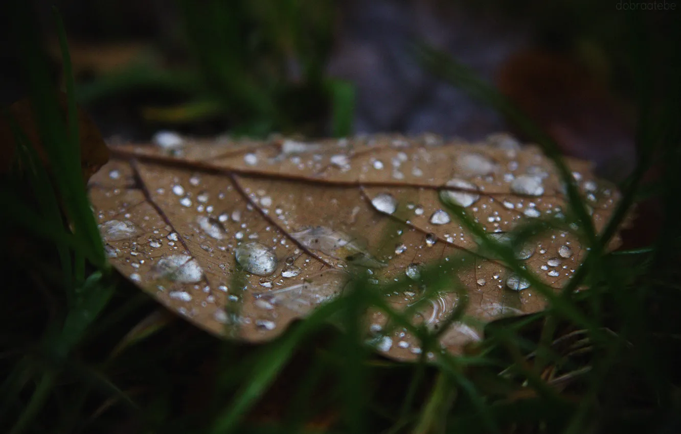Photo wallpaper autumn, grass, leaves, drops, macro, Russia, macro, oak