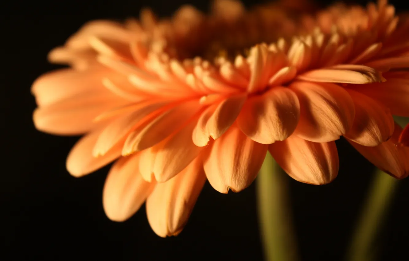 Photo wallpaper flowers, petals, gerbera