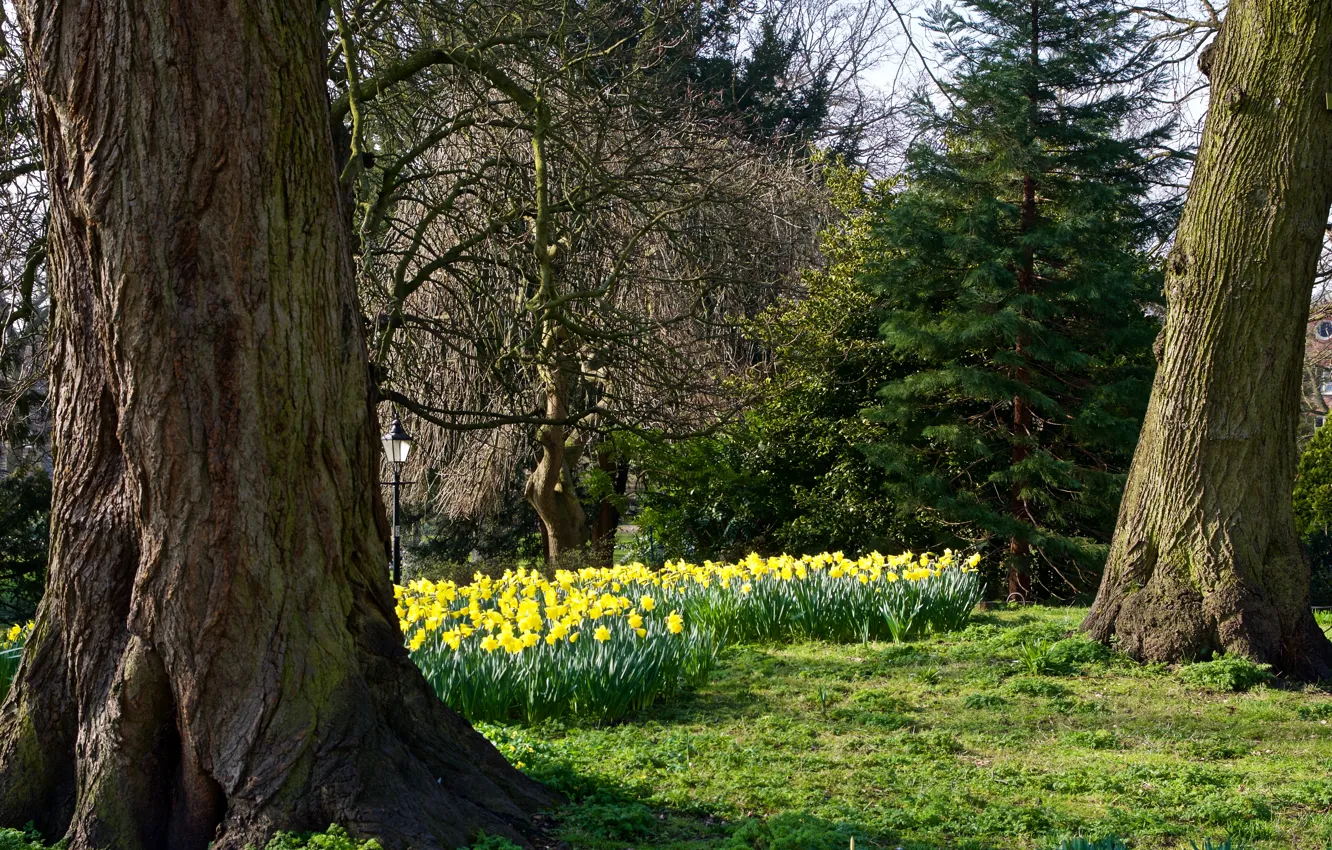 Photo wallpaper trees, flowers, yellow, Park, lights, UK, daffodils, York