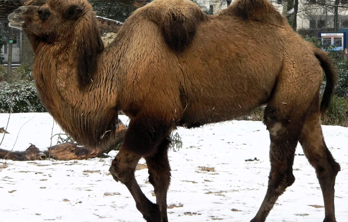Photo wallpaper winter, snow, home, yard, camel, double-humped