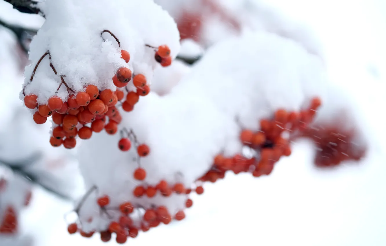 Photo wallpaper winter, snow, berries