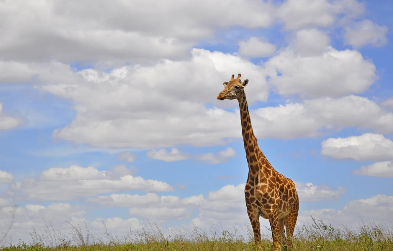 Photo wallpaper grass, clouds, giraffe, Africa, neck