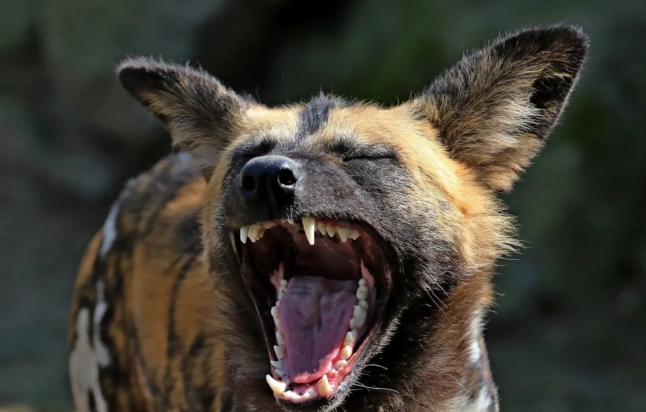 Photo wallpaper animal, wildlife, muzzle, African wild dog