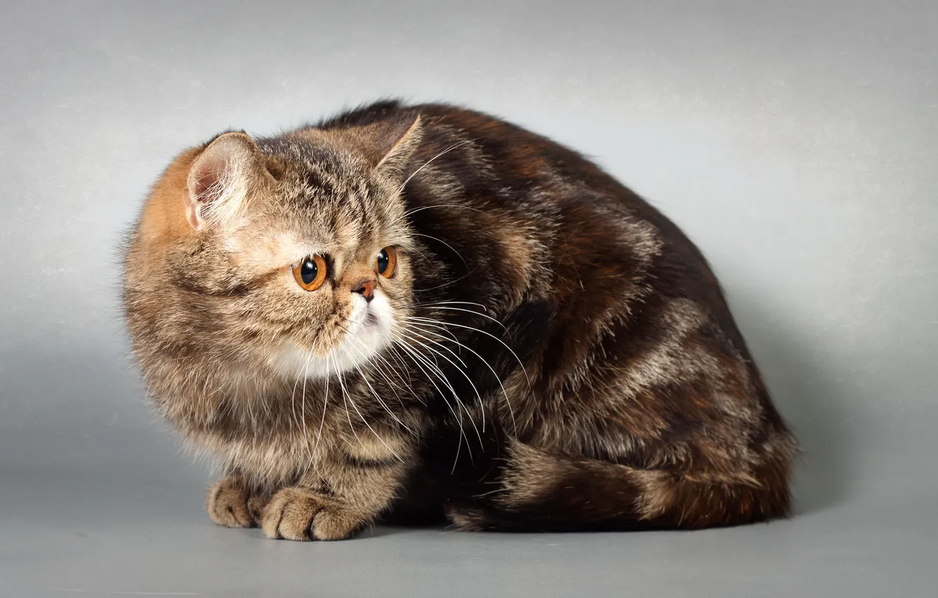 Photo wallpaper cat, look, background